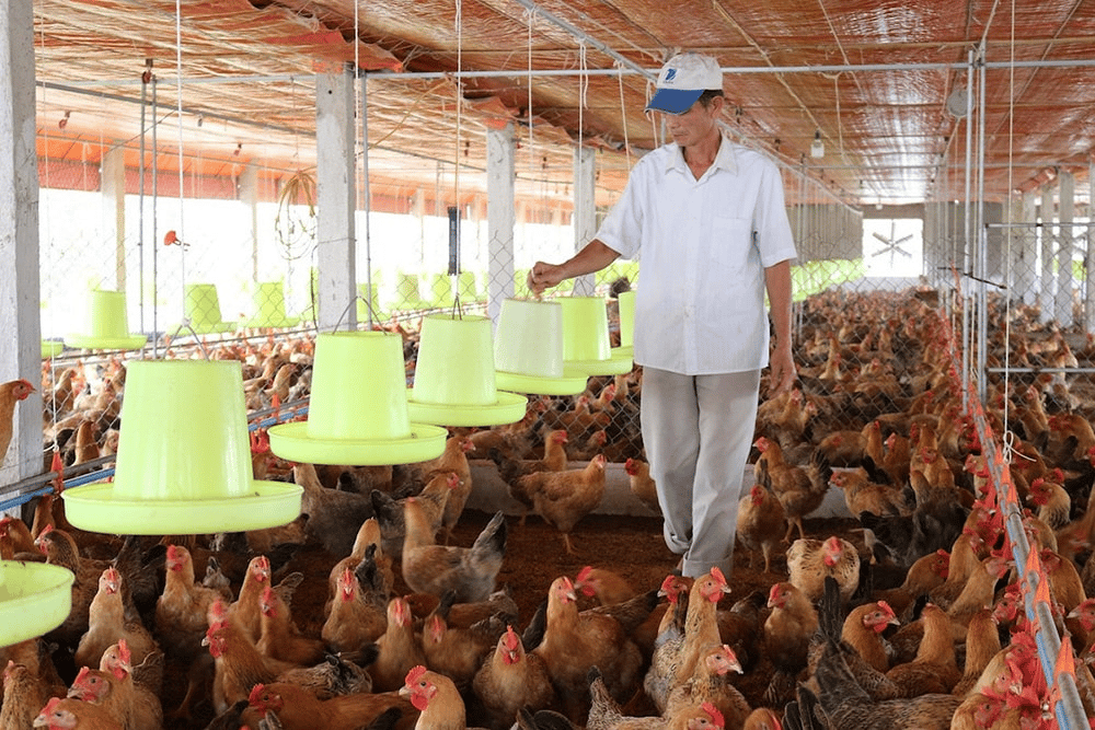 Dự án đầu tư Trang trại nuôi gà Xã Lương Bằng, tỉnh Hưng Yên